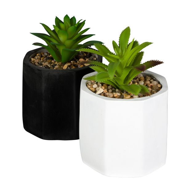 SUCULENTA-ARRANJO-PRETO-VERDE-KALANCHOE_ST2