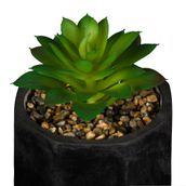 SUCULENTA-ARRANJO-PRETO-VERDE-KALANCHOE_ST1