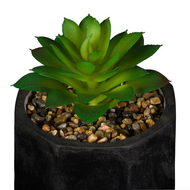 SUCULENTA-ARRANJO-PRETO-VERDE-KALANCHOE_ST1