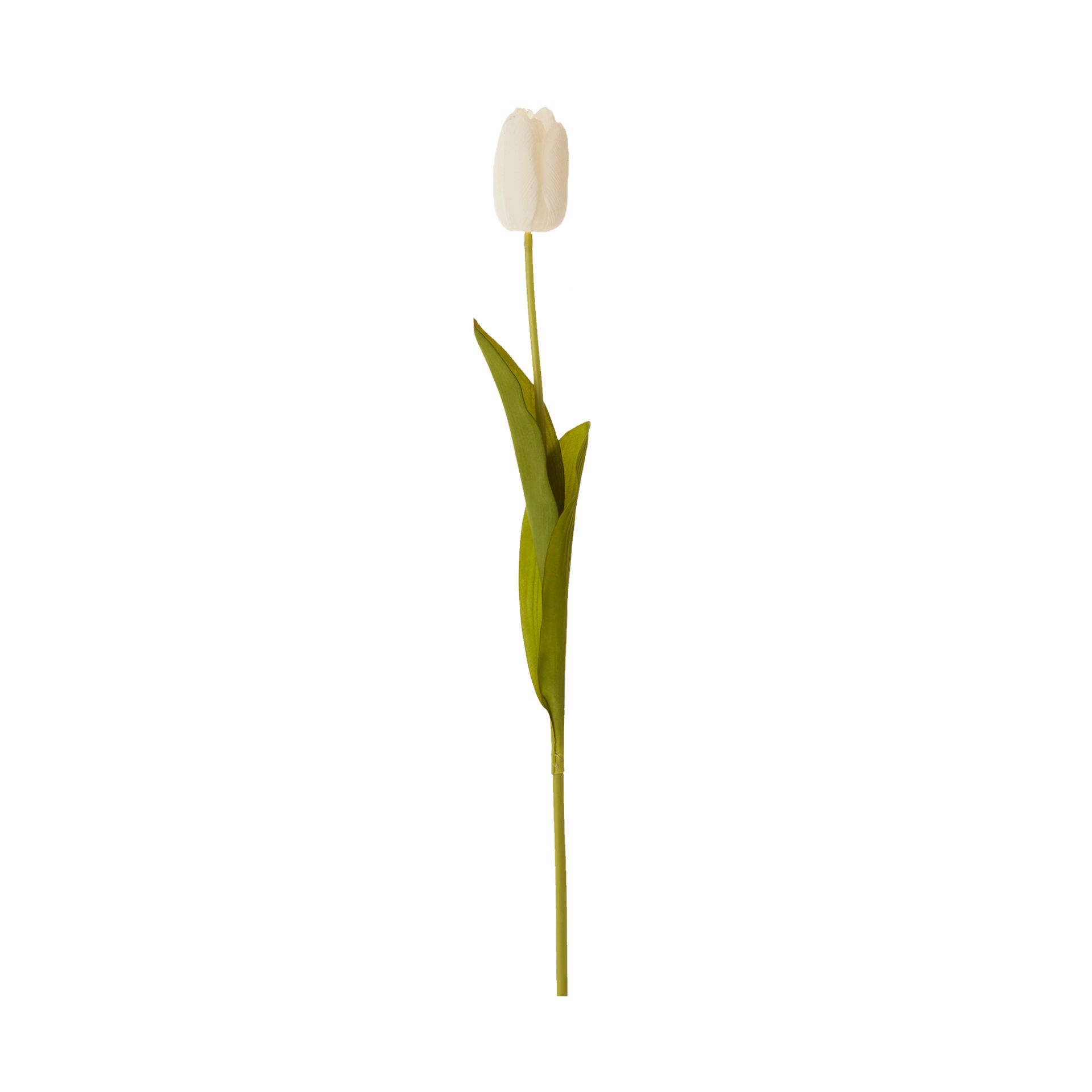 TULIPA-FLOR-BRANCO-VERDE-MIA_ST1