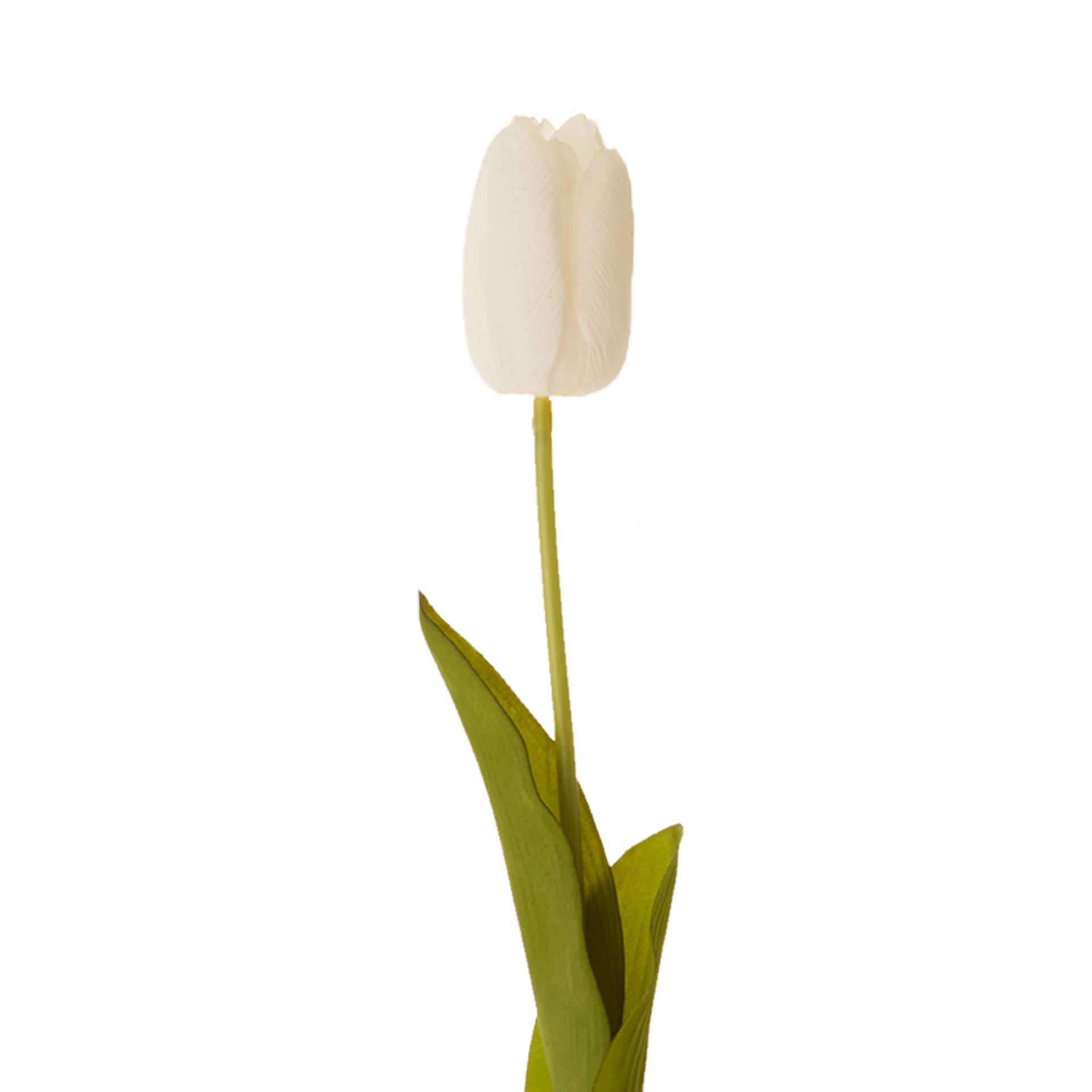 TULIPA-FLOR-BRANCO-VERDE-MIA_ST0