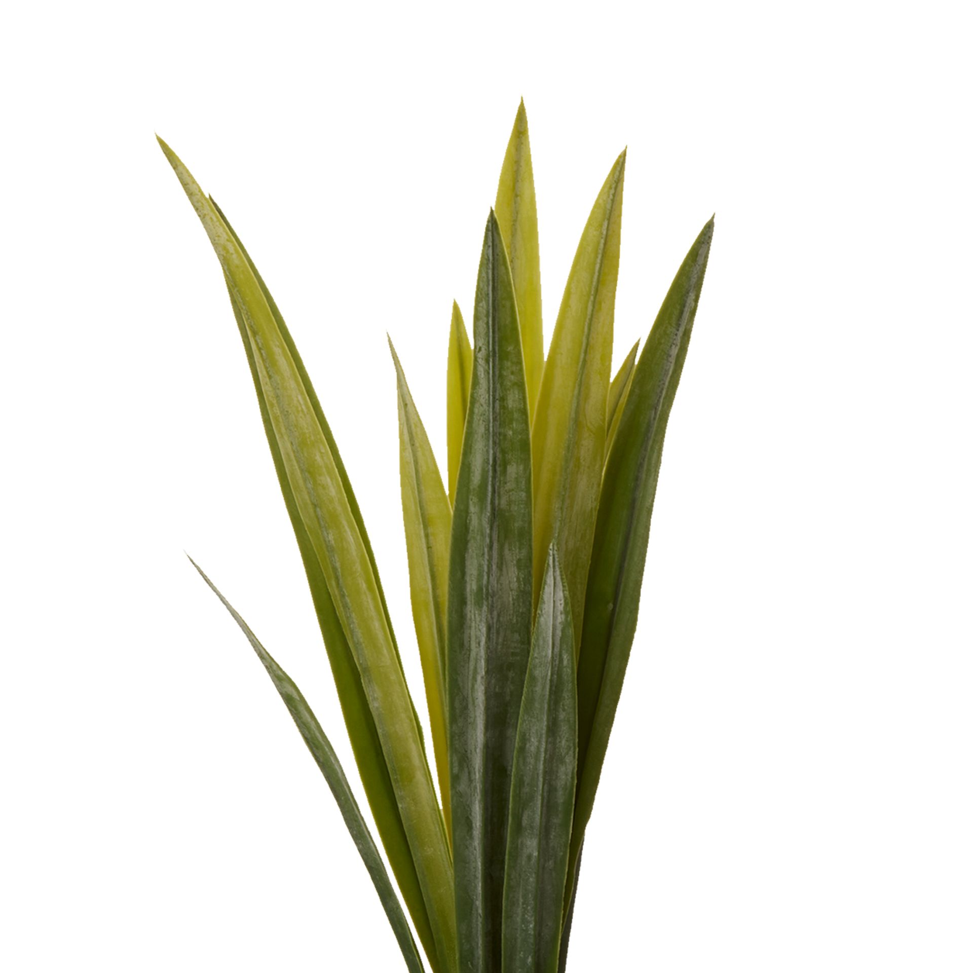 AMARILIS-FOLHAGEM-VERDE-NOYER_ST1