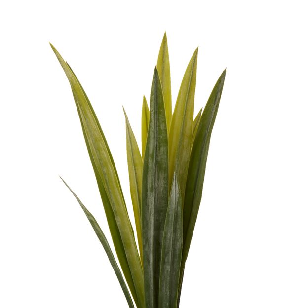 AMARILIS-FOLHAGEM-VERDE-NOYER_ST1