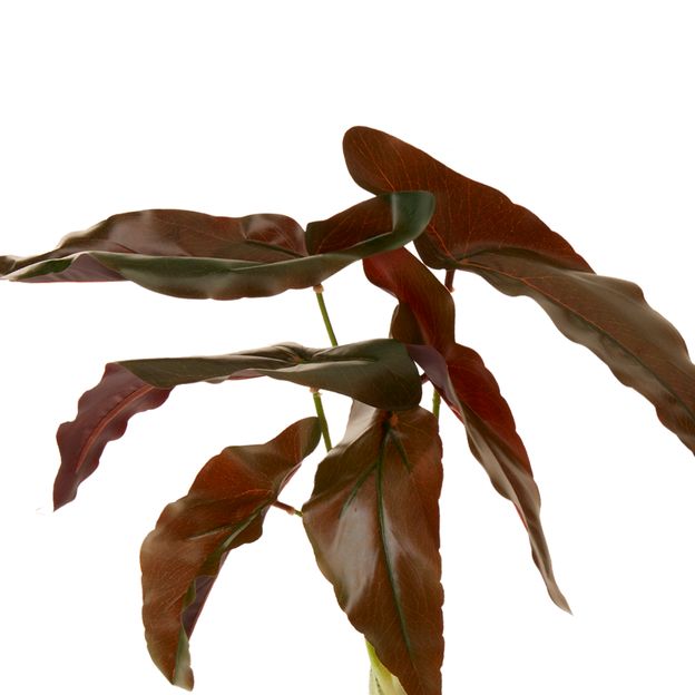 ROUX-CALADIUM-VERDE-ROUX_ST2