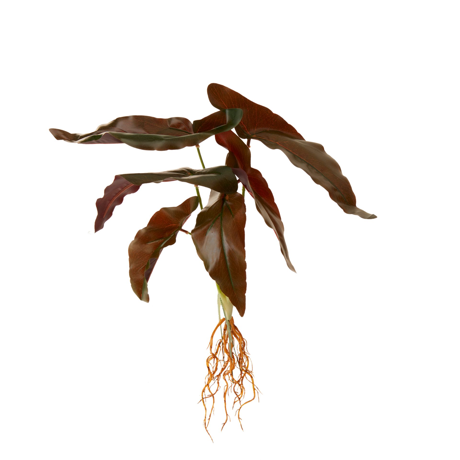 ROUX-CALADIUM-VERDE-ROUX_ST1