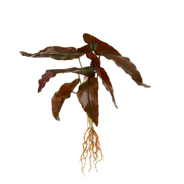 ROUX-CALADIUM-VERDE-ROUX_ST1