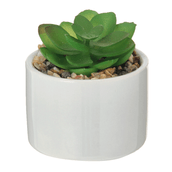 MINI-ARRANJO-SUCULENTA-FLANDRE-BRANCO-COLORIT-_ST1