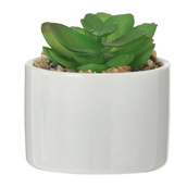 MINI-ARRANJO-SUCULENTA-FLANDRE-BRANCO-COLORIT-_ST0
