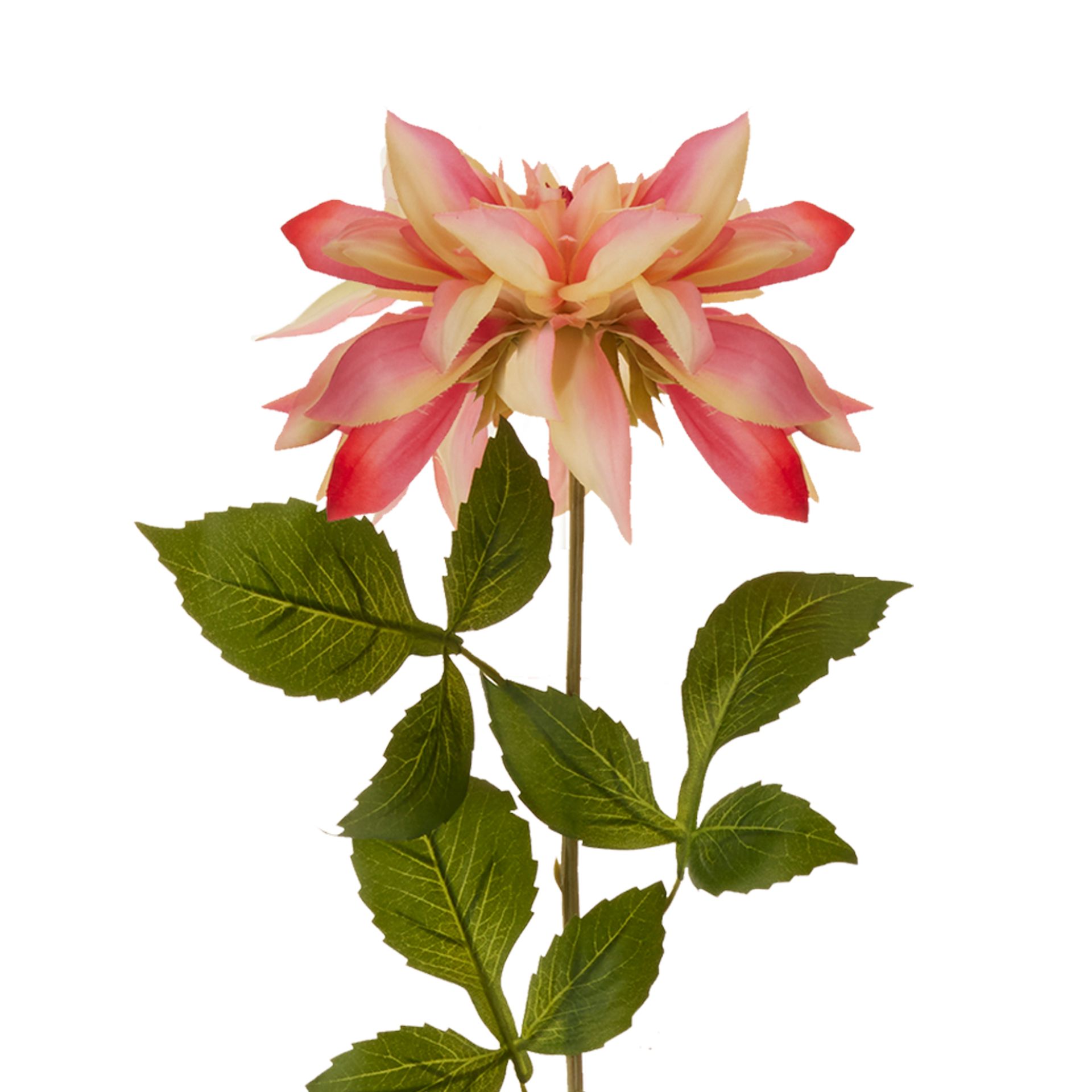 DAUDIN-DALIA-ROSA-VERDE-DAUDIN_ST1