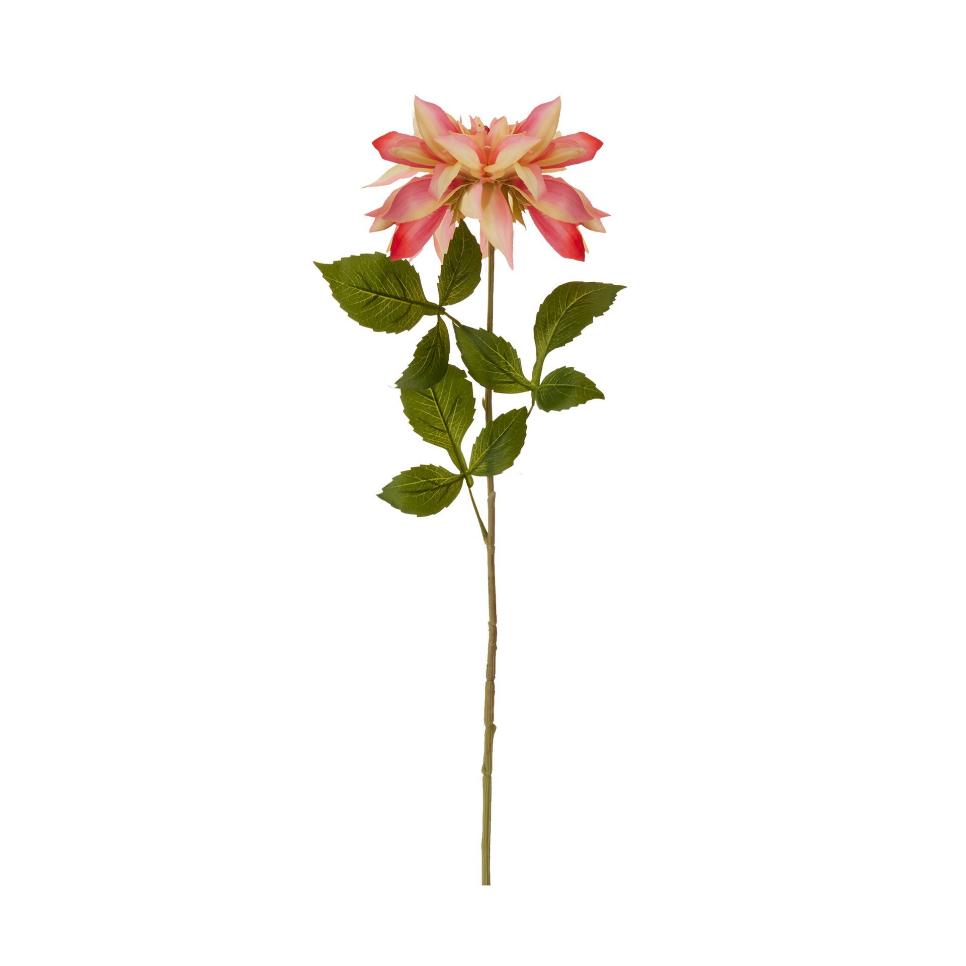 DAUDIN-DALIA-ROSA-VERDE-DAUDIN_ST0
