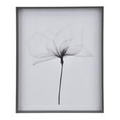 69-CM-X-84-CM-X-RAY-FLOWERS-I-KONKRET-BRANCO-X-RAY_ST0