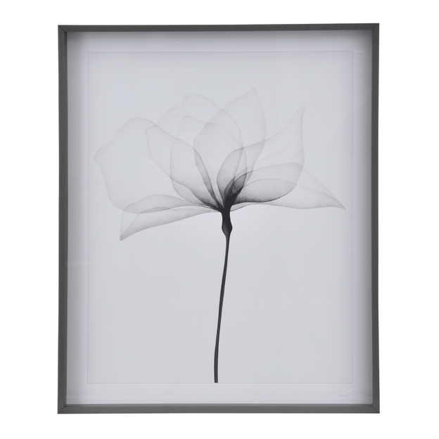 69-CM-X-84-CM-X-RAY-FLOWERS-I-KONKRET-BRANCO-X-RAY_ST0