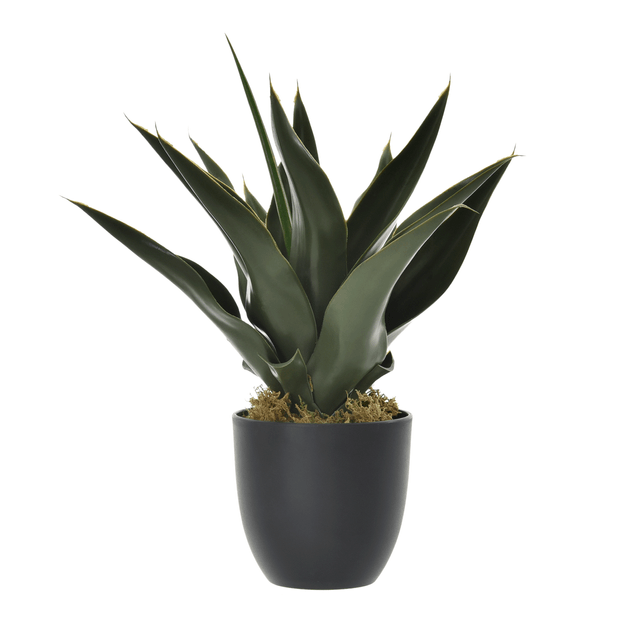 ALOE-BABOSA-VERDE-PRETO-ALOE_ST0