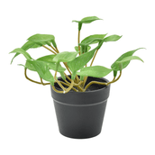 MINI-JIBOIA-VERDE-PRETO-JIB-IA_ST0