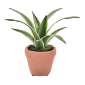 FOLHA-DE-ORQUIDEA-DA-TERRA-VERDE-TERRACOTA-DA-TERRA_ST0