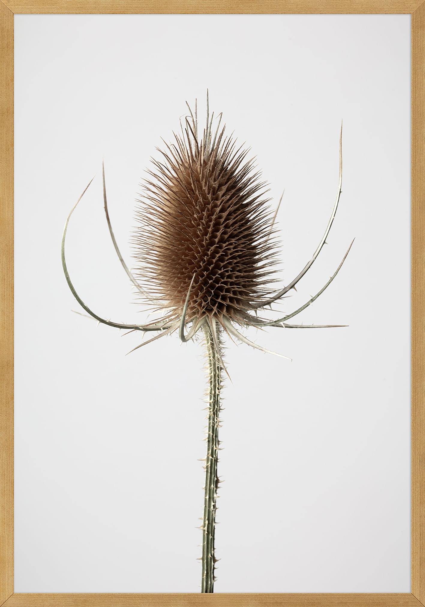 JOIA-NATURAL-III-35-CM-X-50-CM-MADEIRA-MULTICOR-JOIA-NATURAL_ST0