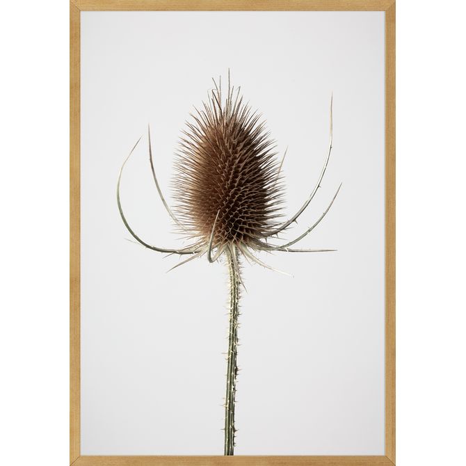 Quadro Joia Natural Iii 35 Cm X 50 Cm