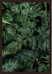 INTRINSECO-II-35-CM-X-50-CM-TIPO-IMBUIA-VERDE-INTR-NSECO_ST0