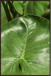 INTRINSECO-III-80-CM-X-120-M-TIPO-IMBUIA-VERDE-INTR-NSECO_ST0