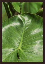 INTRINSECO-III-35-CM-X-50-CM-TIPO-IMBUIA-VERDE-INTR-NSECO_ST0