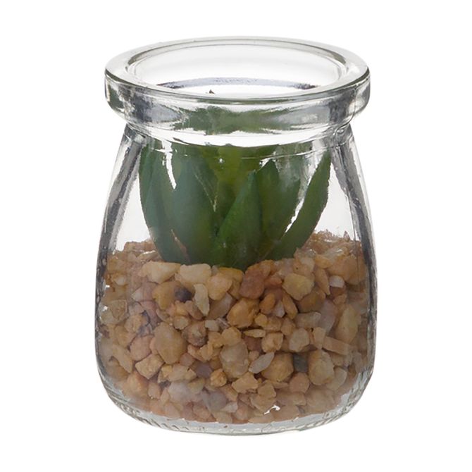 Suculenta Sedum Mini Arranjo Arid