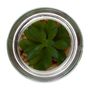 SEDUM-MINI-ARRANJO-ARID-INCOLOR-VERDE-ARID_ST1