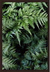 INTRINSECO-I-35-CM-X-50-CM-TIPO-IMBUIA-VERDE-INTR-NSECO_ST0