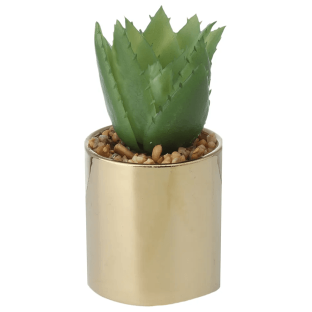 ALOE-MINI-ARRANJO-RIQUEZ-OURO-VERDE-RIQUEZ_ST0