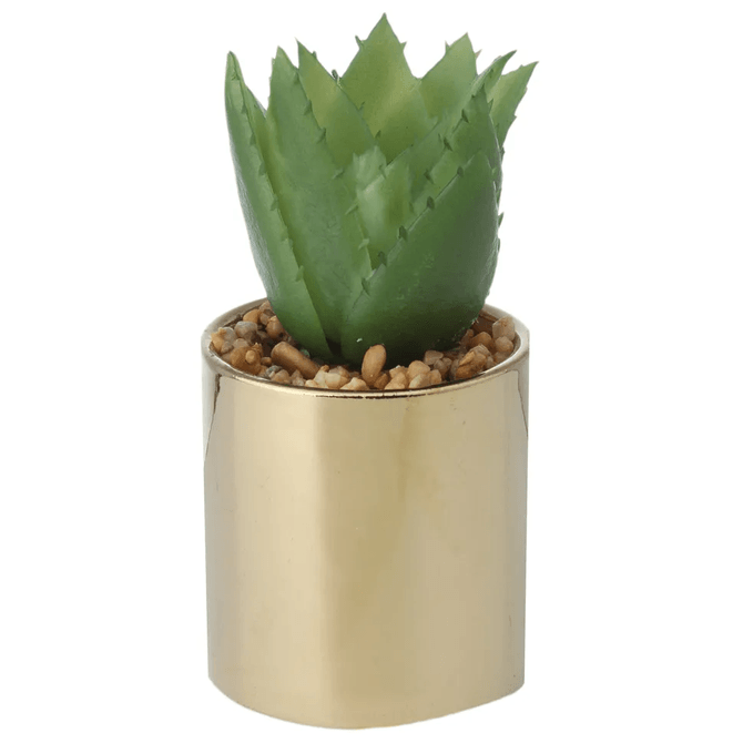 Suculenta Aloe Mini Arranjo Riquez