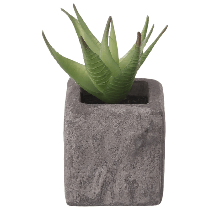 Suculenta Aloe Mini Arranjo Yukatán