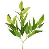 ACETARI-EUCALIPTO-VERDE-ACETARI_ST1