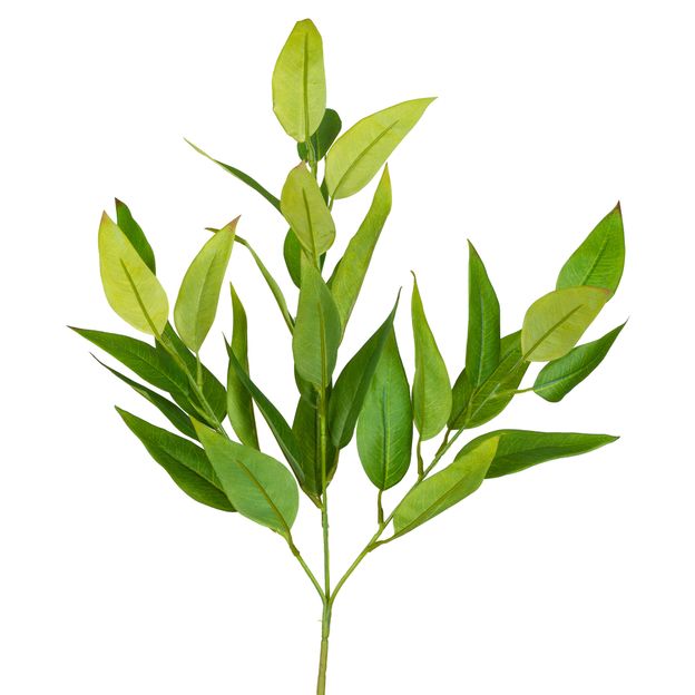 ACETARI-EUCALIPTO-VERDE-ACETARI_ST1