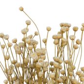FLOR-FOLHAGEM-NATURAL-CONGONHA_ST2