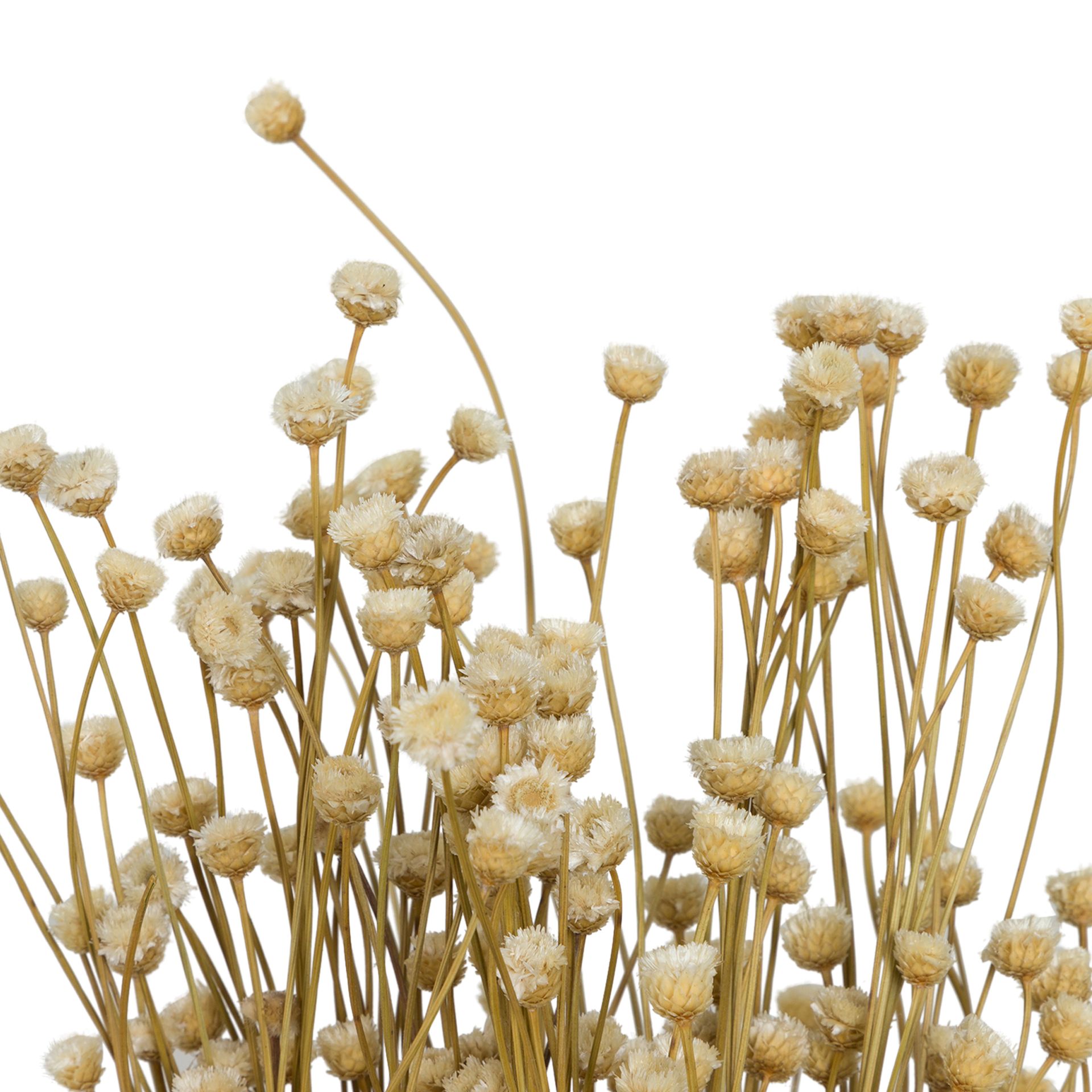 FLOR-FOLHAGEM-NATURAL-CONGONHA_ST2