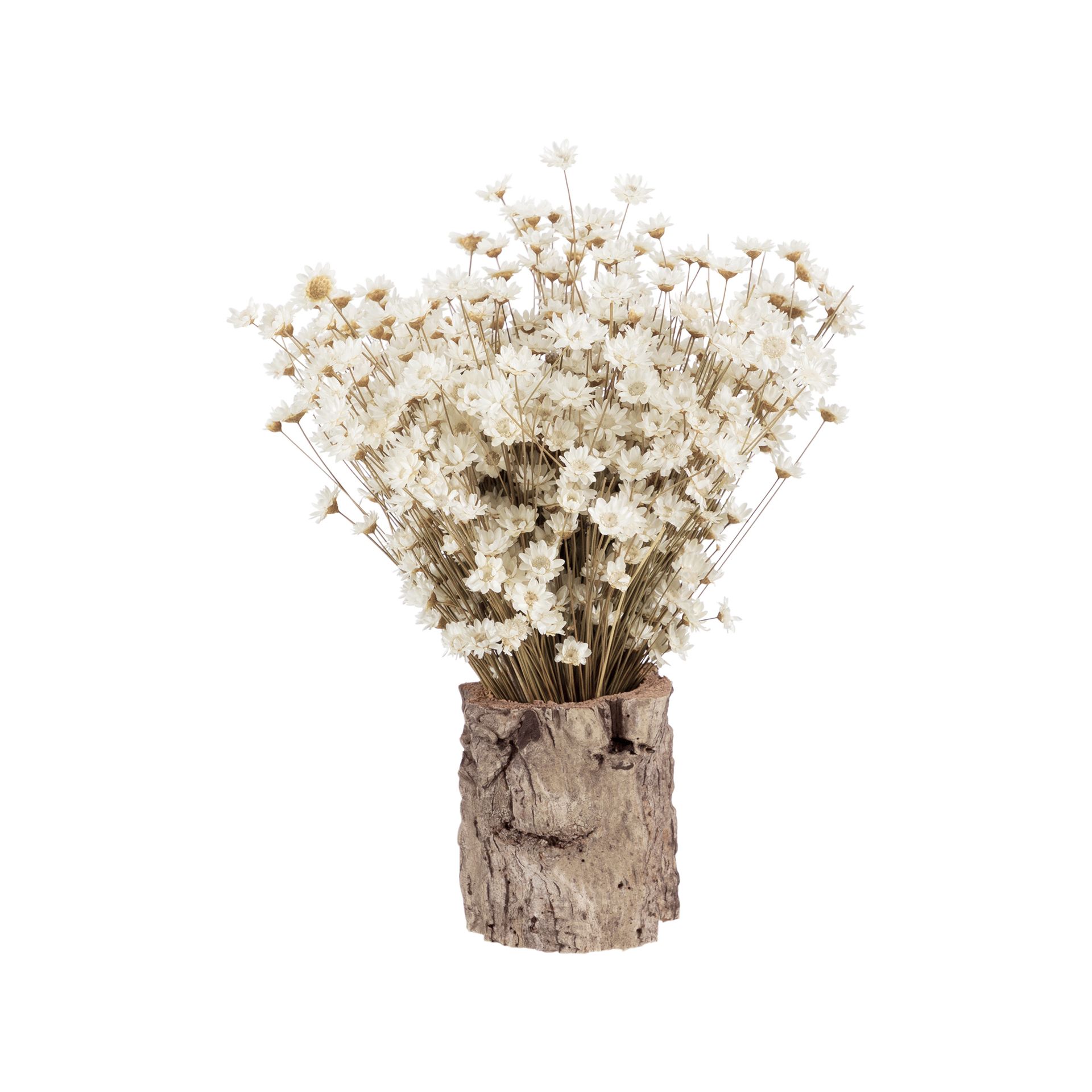 GALHEIROS-SEMPRE-VIVA-ARRANJO-FIBRA-CLARA-FIBRA-CASTANHA-GALHEIROS-ST0