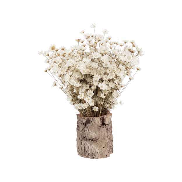 GALHEIROS-SEMPRE-VIVA-ARRANJO-FIBRA-CLARA-FIBRA-CASTANHA-GALHEIROS-ST0