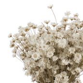 GALHEIROS-SEMPRE-VIVA-ARRANJO-FIBRA-CLARA-FIBRA-CASTANHA-GALHEIROS-ST2