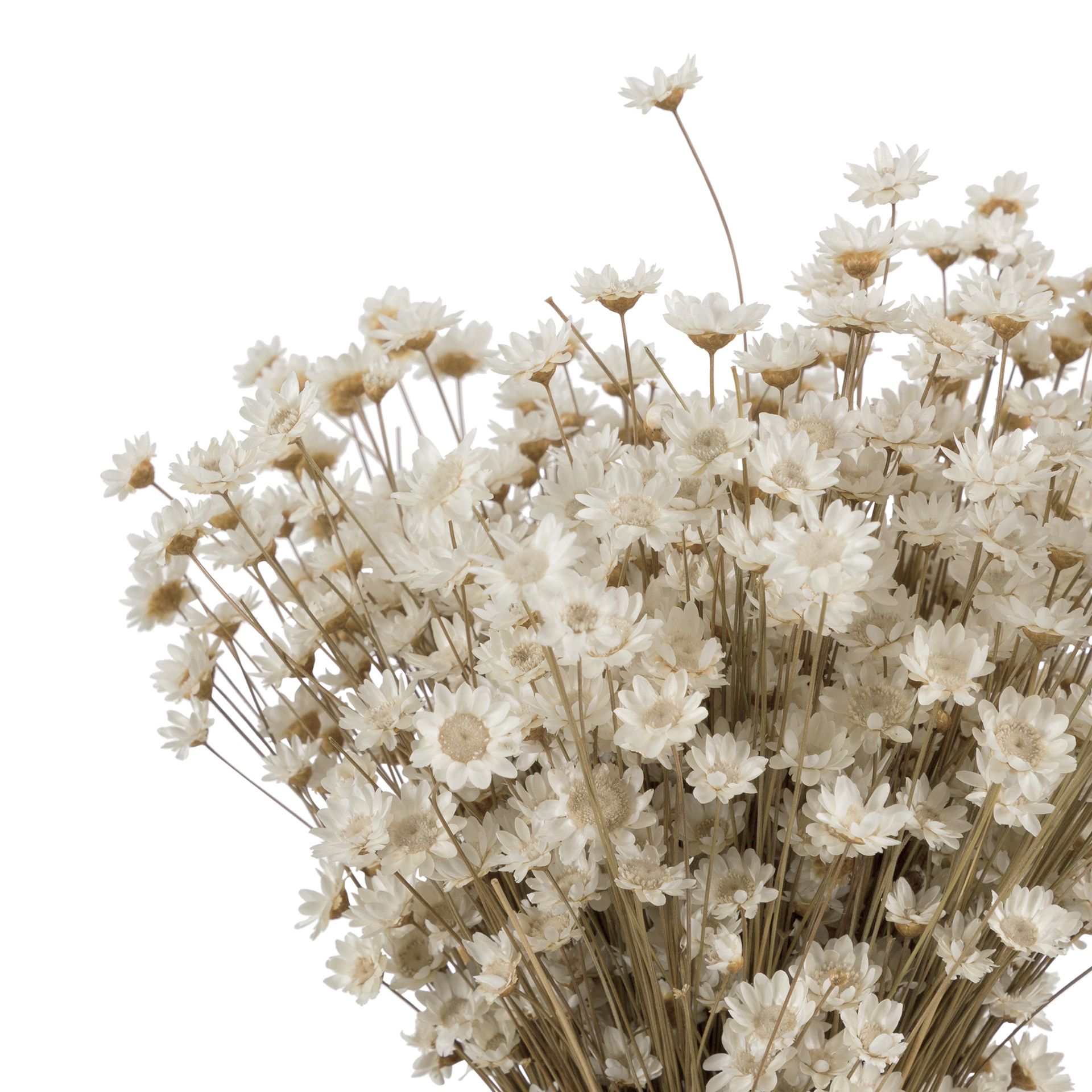 GALHEIROS-SEMPRE-VIVA-ARRANJO-FIBRA-CLARA-FIBRA-CASTANHA-GALHEIROS-ST2