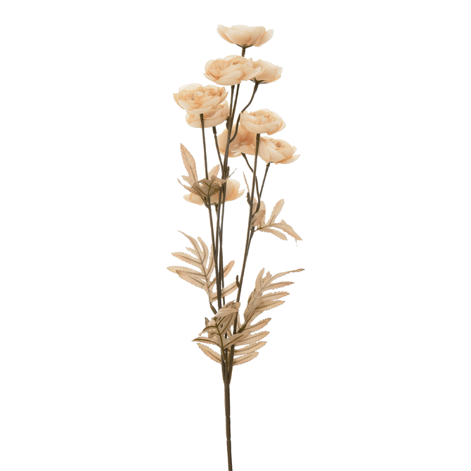 Flor Ranunculus