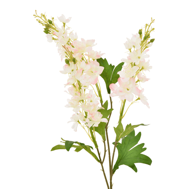 DELPHINIUM-CREAM-VERDE-DELPHINIUM-ST1