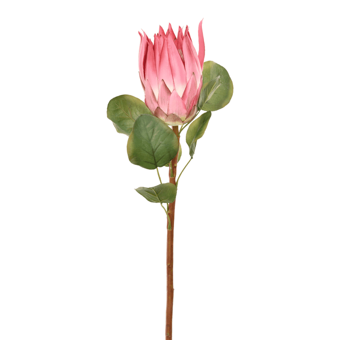 Flor Protea