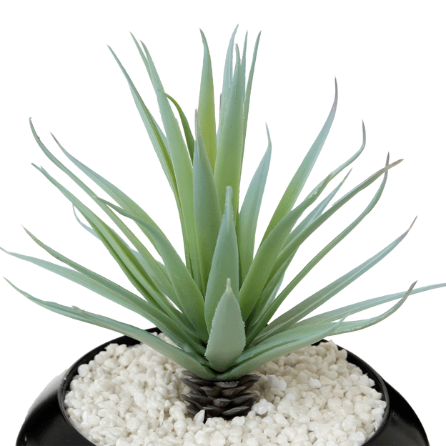 ALOE-VERA-PRETO-VERDE-ALOE-VERA_ST2