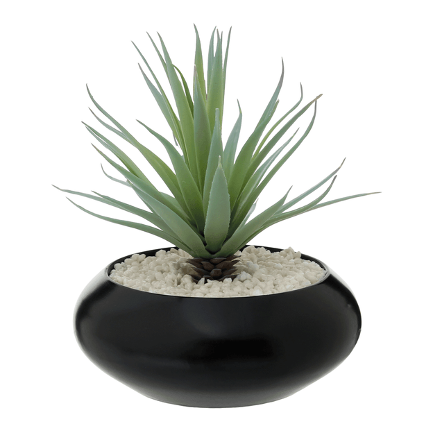 ALOE-VERA-PRETO-VERDE-ALOE-VERA_ST0