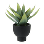 ALOE-PRETO-VERDE-ALOE_ST1