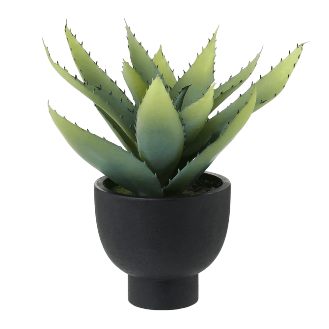 Arranjo Aloe