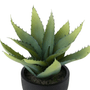 ALOE-PRETO-VERDE-ALOE_ST2