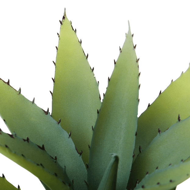 ALOE-PRETO-VERDE-ALOE_ST3