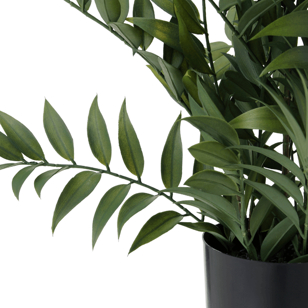 FICUS-PRETO-VERDE-FICUS_ST2