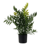 FICUS-PRETO-VERDE-FICUS_ST0