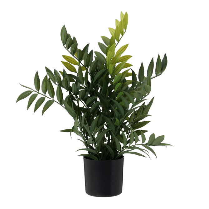 Arranjo Ficus